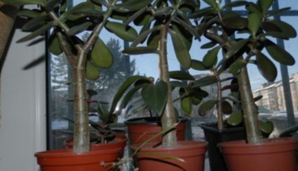 Зелень, крадущая покой и достаток: мудрость фэншуй о комнатных растениях