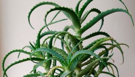 5 полезных растений для дома