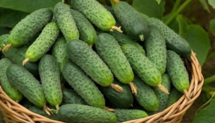 20 кг огурцов с одного куста: дачники ценят этот гибрид превыше всего