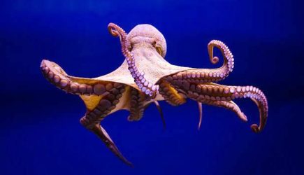 На берег вынесло осьминогов-одеял