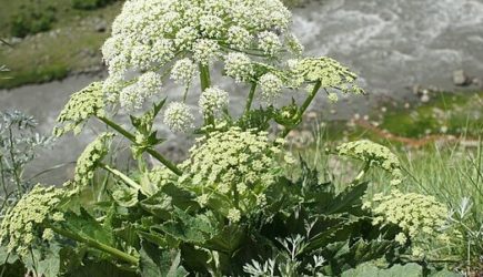 «Иноагенты» в России: какие растения убивают всё вокруг себя