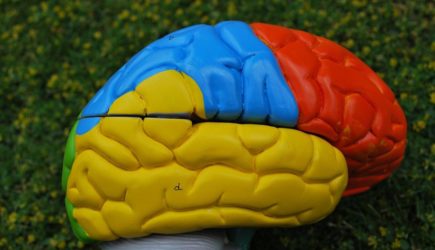 Ученые объяснили, почему мозг не способен к многозадачности