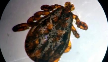 Клещи-мутанты охотятся на россиян: названа главная ошибка при встрече с хиаломма