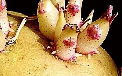 Почему отростки старого картофеля дороже золота? Ответ удивит!