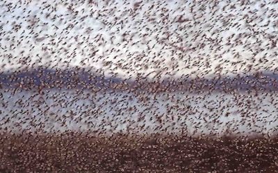 Весна станет &laquo;кровавой&raquo;: что грядет вместе с потеплением