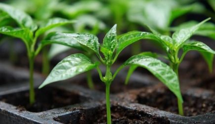 Кефирный раствор для замачивания семян: как ускорить рост будущей рассады