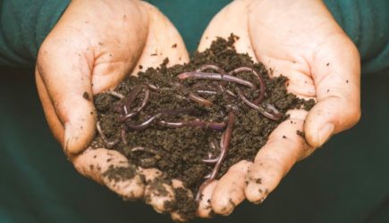 Буйные прыгающие черви: предупреждение из США перепугало народ