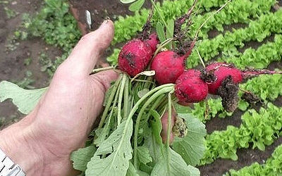 Секретное время: когда сажать редис для богатого урожая