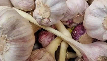 Зачем бабушки кладут чеснок в ухо перед сном