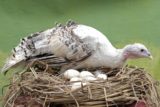 An,Adult,Female,Turkey,Is,Ready,To,Incubate,Her,Eggs