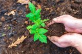 Human,Hands,And,Tomato,Seedling,Against,Soil,Fertilized,By,Mulch.