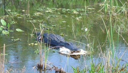 Пьяный водитель попытался скрыться от полиции и столкнулся с аллигатором