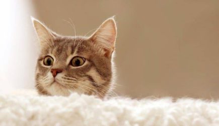 Заведите кота и забудьте о болезнях