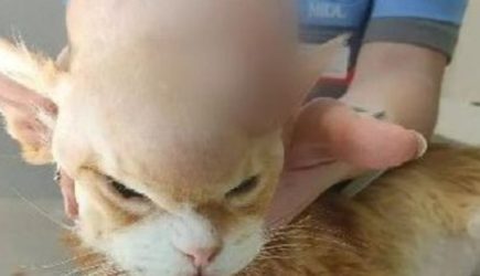 Подмосковные ветеринары спасли 16-летнего кота с опухолью весом полкило