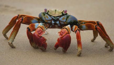 Италия выпустила в море 150 тысяч хищников: им поручили уничтожать крабов