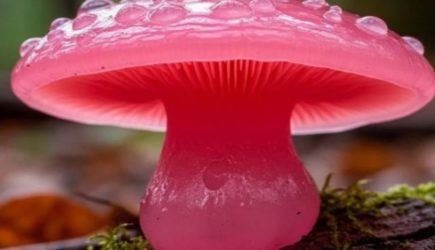 В &laquo;Лосином острове&raquo; впервые обнаружили редкую необулгарию чистую